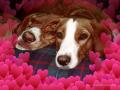 background: Canine Love